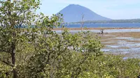 Warga dan pihak terkait menanam mangrove agar Bunaken tetap lestari (Liputan6.com / Yoseph Ikanubun)
