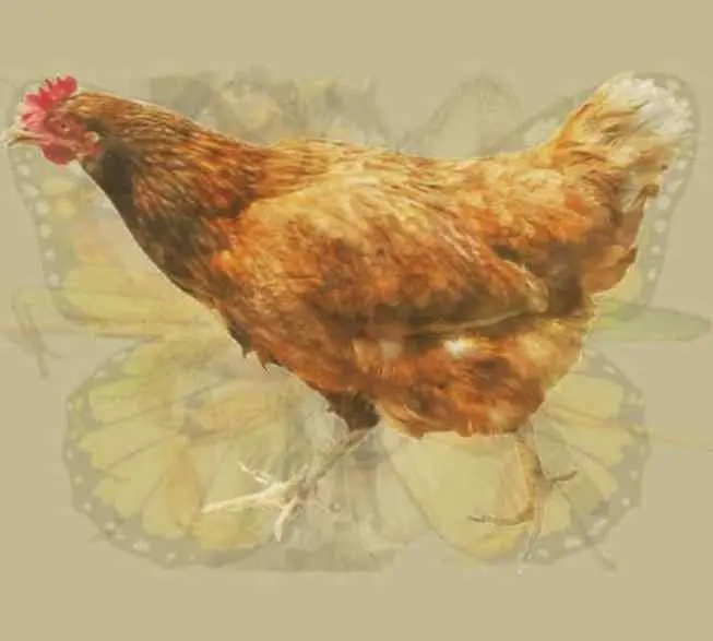 Kepribadian dilihat dari hal pertama yang dilihat dari gambar ini, ayam jantan. Sumber foto: YourTango.
