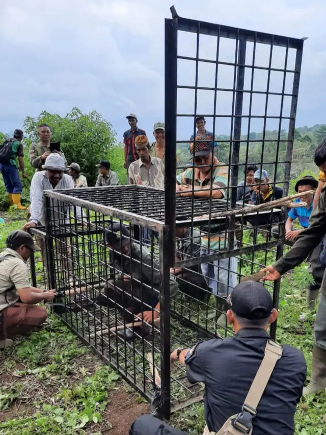 BKSDA Sumsel Bantah Isu Penampakan Harimau Sumatra di Ogan Ilir