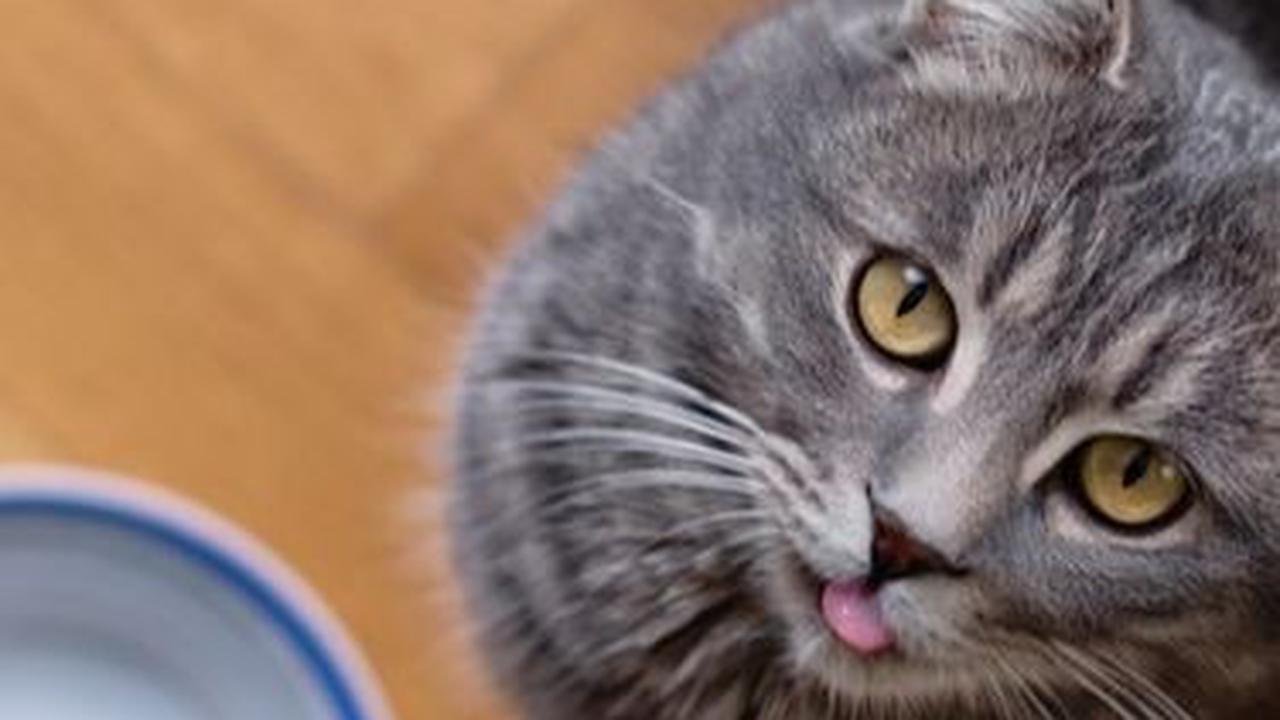 <b>Bersedekah melalui Kucing</b>