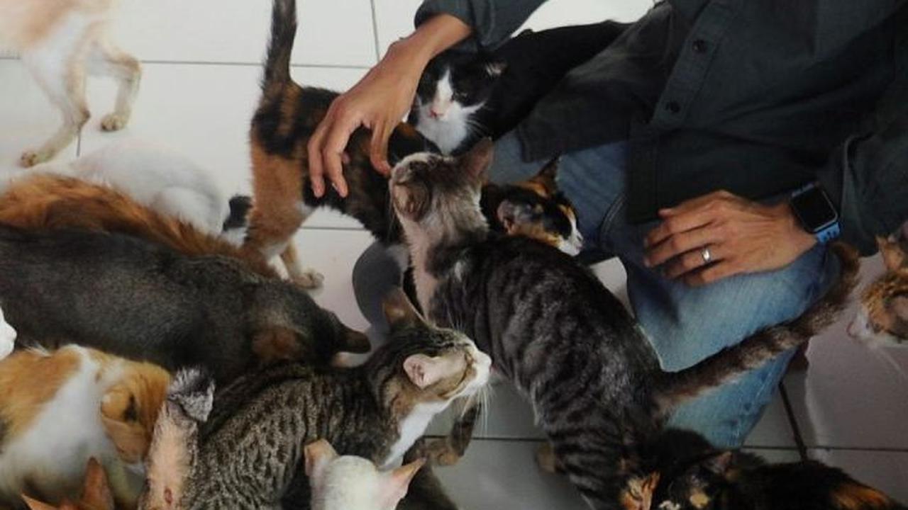 Setelah musibah kebakaran (12/7/2023) lalu, sekelompok orang yang cukup prihatin dengan kondisi hewan di RSC datang ke tempat tersebut. Mereka mengucap syukur karena sebagian besar kucing baik-baik saja.
