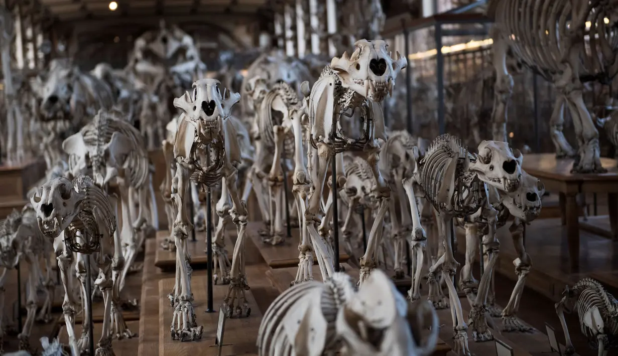 Kerangka binatang yang ditampilkan di galeri anatomi komparatif Museum Sejarah Alam Prancis di Paris, Kamis (16/11). Museum yang menyimpan ribuan tulang belulang hewan dan benda purba ini berencana merenovasi gedungnya. (Martin BUREAU/AFP)