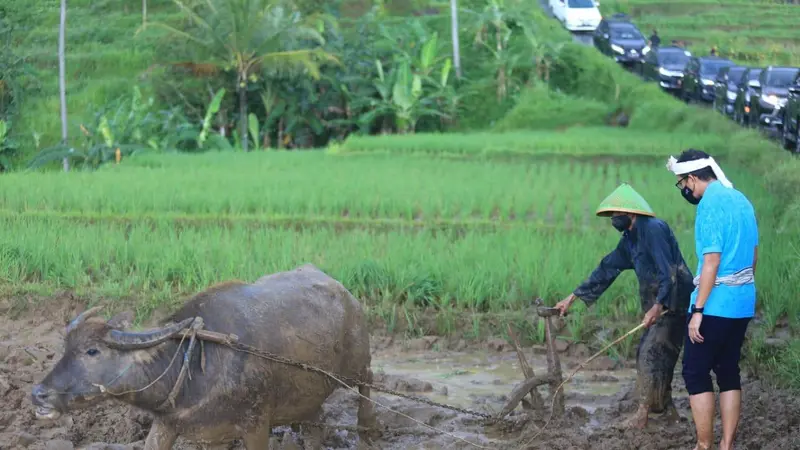 Kisah Pembajak Sawah Tradisional Terakhir di Desa Wisata Bantaragung Majalengka