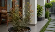 Pucuk Merah Sulit Tumbuh Subur di Teras Rumah? Ternyata Ini 6 Penyebab yang Sering Diabaikan