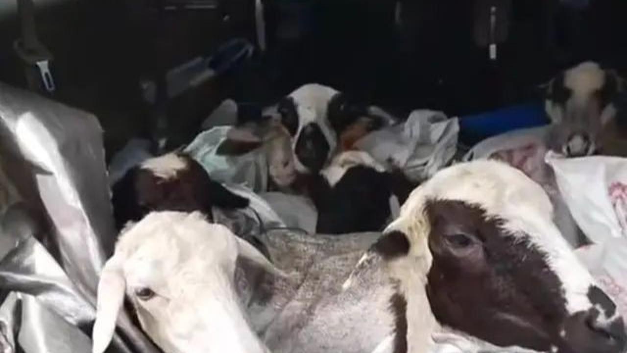 Mobil digunakan untuk membawa kambing yang siap disembelih