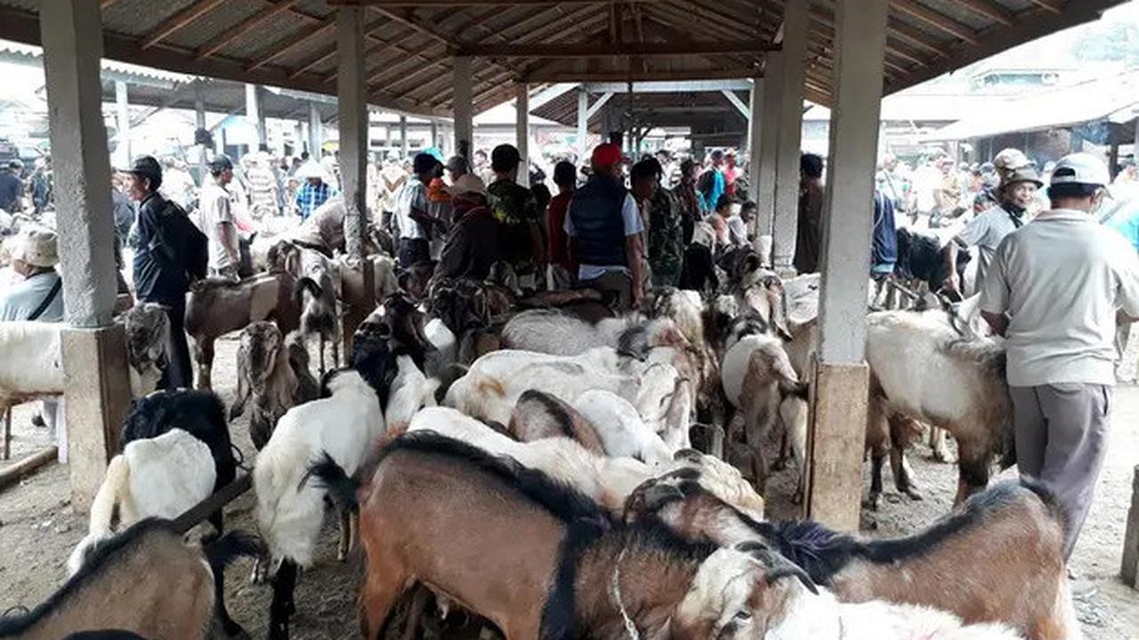 Mencari Hewan Kurban untuk Idul Adha 2025, Apa Warna Favorit Kambing yang Dipilih Rasulullah?