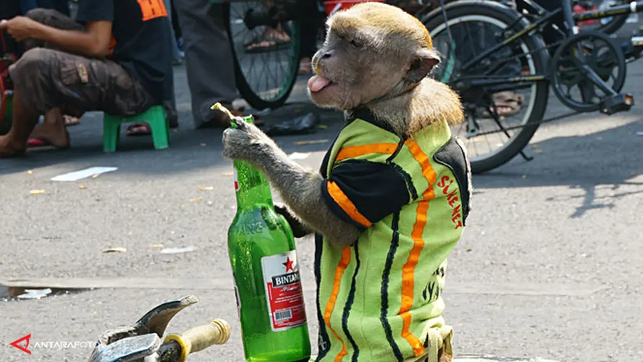 topeng-monyet-1-131022b.jpg