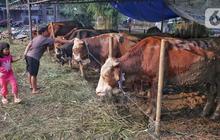FOTO: Geliat Penjualan Hewan kurban Jelang Iduladha, Kambing Dibanderol Rp2,6 Juta dan Sapi Dipatok Mulai Rp15 Juta