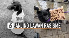 Saat ini aksi melawan rasisme sedang sering dilakukan. Tetapi tidak hanya manusia saja yang melawan rasisme. Hewanpun juga ikut, seperti anjing-anjing ini.