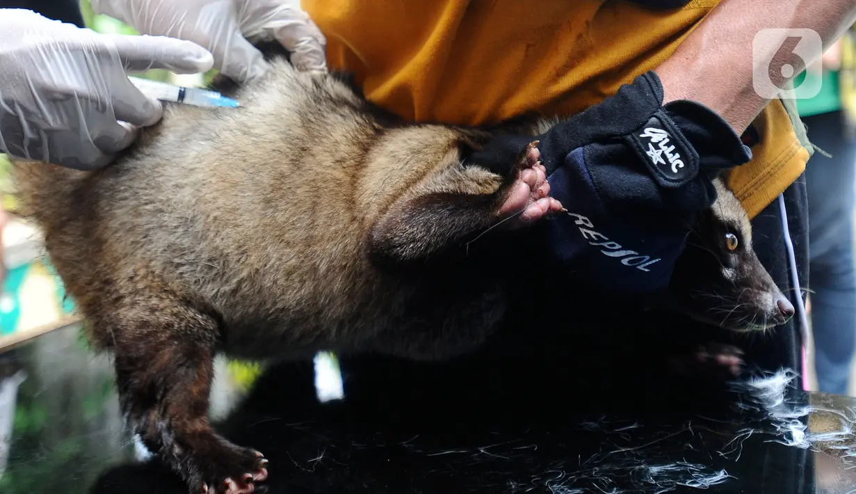 Vaksin Rabies Gratis untuk Hewan Peliharaan di Jakarta - Foto Liputan6.com