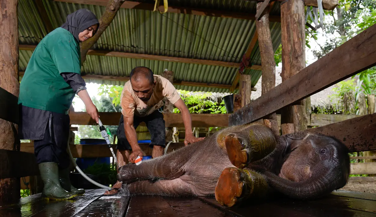 Dokter hewan dan mahot memandikan bayi gajah di Pusat Latihan Gajah, Saree, Aceh, Sabtu (23/8). Kondisi luka kaki bayi gajah akibat terkena jerat pada awal Mei 2018 lalu itu terus membaik dan tinggal menunggu proses penyembuhan. (AFP/CHAIDEER MAHYUDDIN)