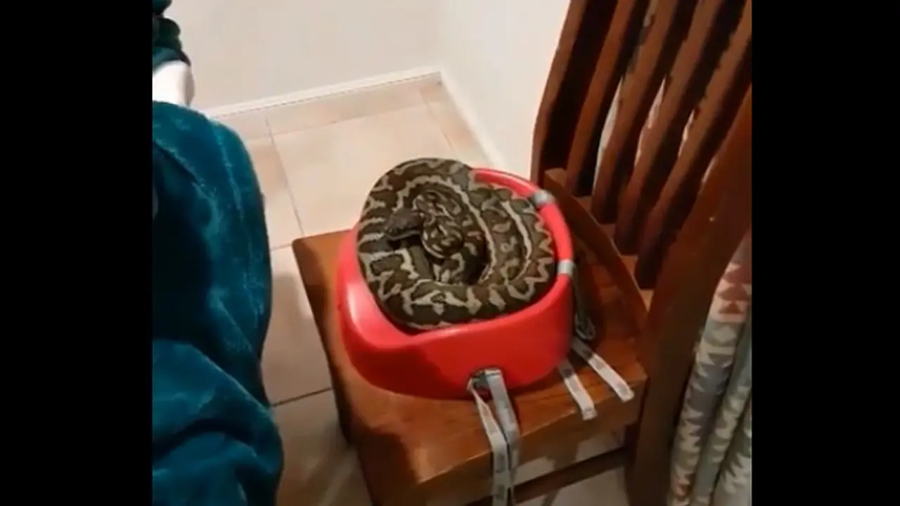 Seekor Ular Piton Besar Ditemukan Saat Makan Malam