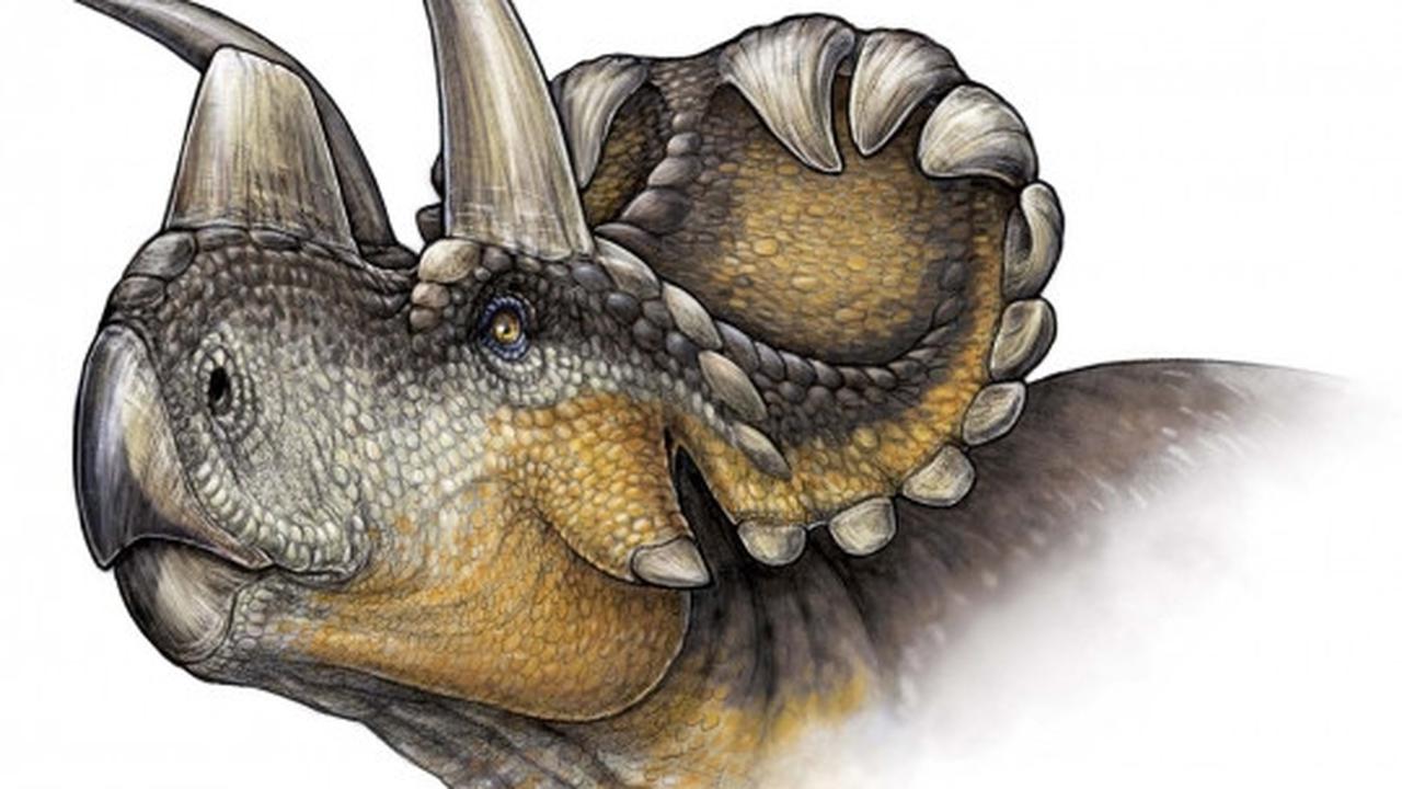 Ilmuwan Kanada temukan fosil dinosaurus bertanduk Wendiceratops