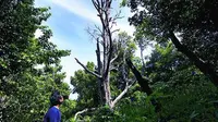 Di Desa Marikurubu Ternate inilah pernah tumbuh pohon cengkeh tertua di dunia bernama Afo.