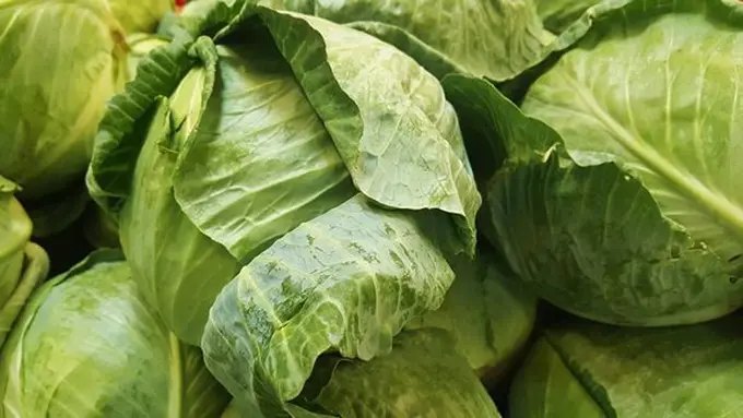 Manfaat makan kubis tiap hari/copyright Pixabay.com