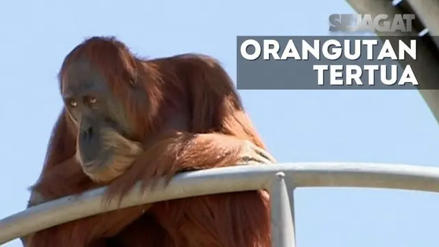 Orangutan dari Sumatra memiliki rekor tertua di Dunia dengan usia 60 tahun, yang berada di kebun binatang Perth 