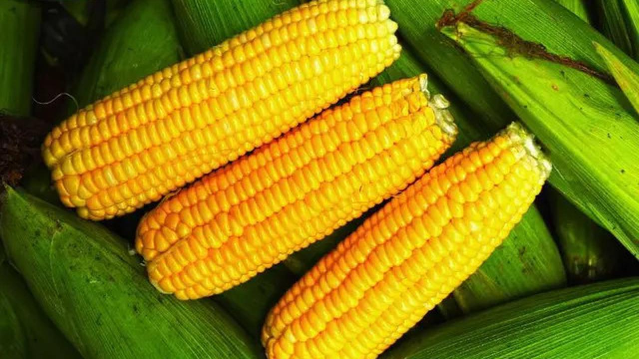 Pilihan Makanan Karbohidrat Rendah Gula yang Cocok untuk Diet dan Kesehatan