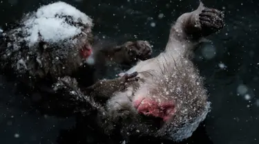 Monyet salju saat mandi di sumber air panas di Jigokudani Monkey Park, Prefektur Nagano, Jepang, Senin (18/1). Taman ini memiliki satu kolam air panas buatan manusia yang selalu dikerumuni monyet salju liar. (AFP PHOTO/Yasuyoshi CHIBA)