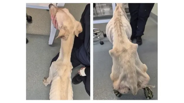 Kisah Anjing Kurus di Pedesaan Ini Bikin Pilu, Ditemukan Banyak Luka di Tubuhnya