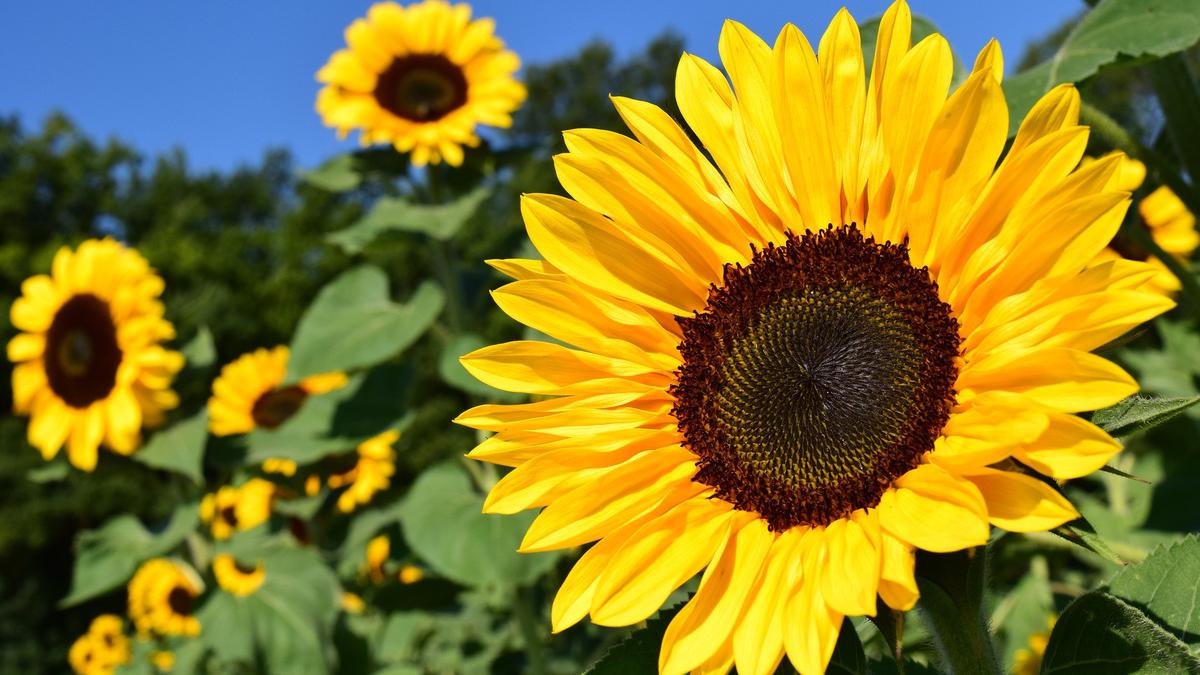 Gambar bunga matahari