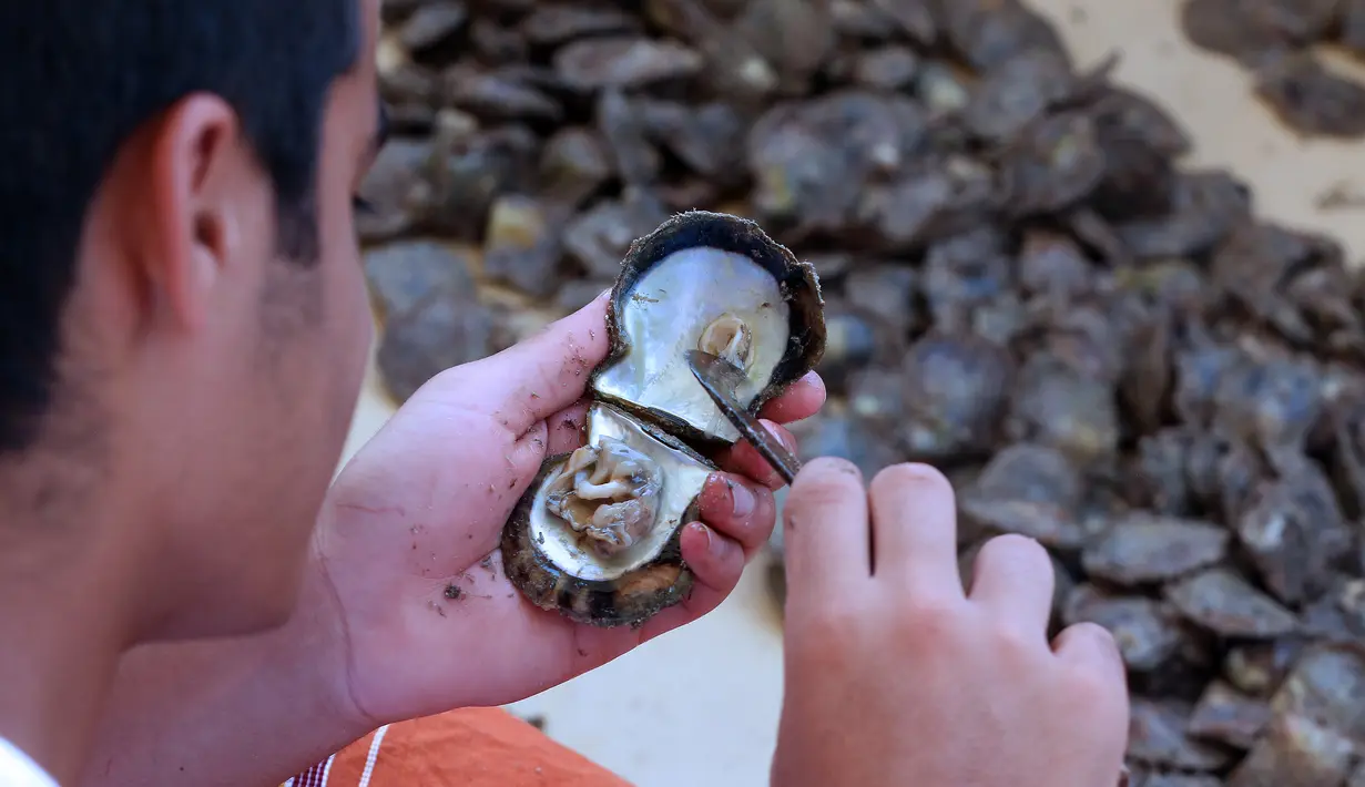 Pencari mutiara memeriksa di bagian dalam kerang saat mencari batu mutiara di pelabuhan Khairan, Kuwait (2/8). Warga Kuwait Berburu mutiara setiap tahun sekali. (AFP PHOTO/Yasser Al-Zayyat)