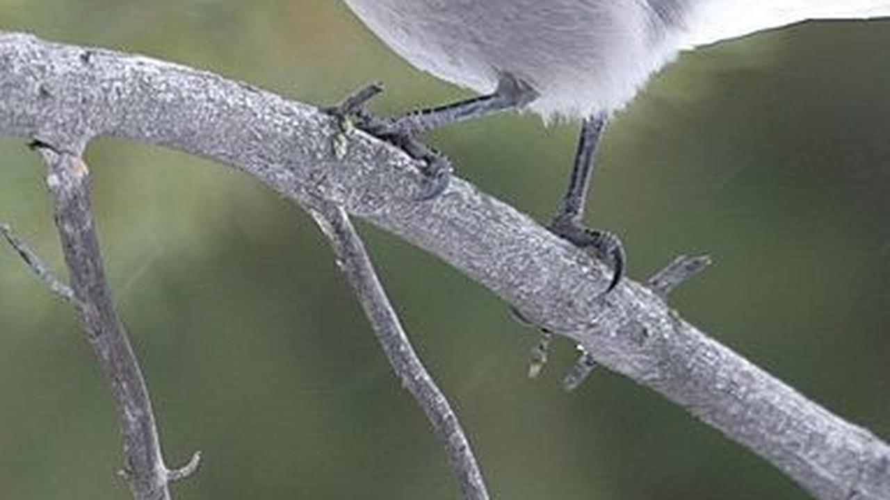 7. Clark’s Nutcracker, Burung Penuh Persiapan<br>