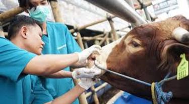 Ilustrasi pemeriksaan hewan ternak di Jember dari penyakit PMK (Istimewa)