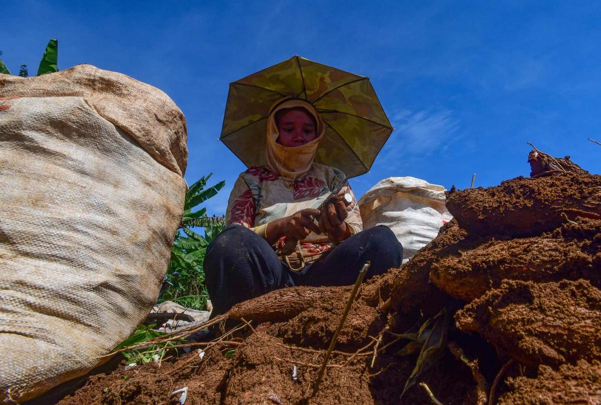 Petani menjerit harga singkong anjlok