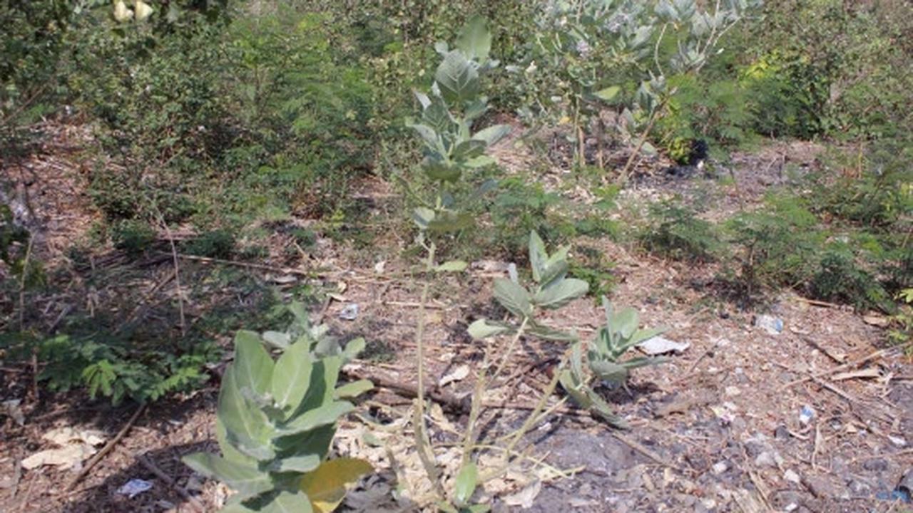Melihat lebih dekat proses pembuatan tenun ikat Gunung Mako