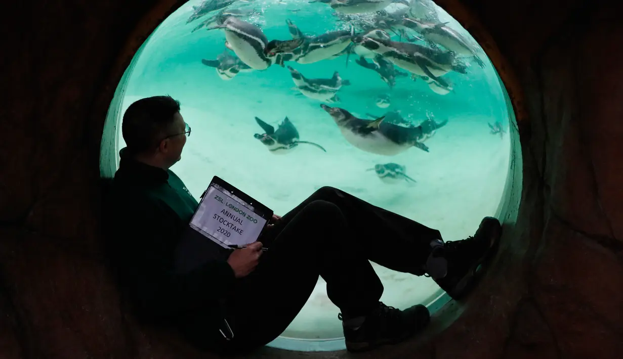 Penjaga menghitung jumlah penguin saat melakukan sensus tahunan di Kebun Binatang ZSL London, Inggris, Kamis (2/1/2020). Kebun Binatang ZSL London melakukan sensus tahunan terhadap lebih dari 500 spesies. (AP Photo/Frank Augstein)