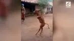 Sapi ini menopang seluruh badannya dengan dua kaki menyerupai manusia.