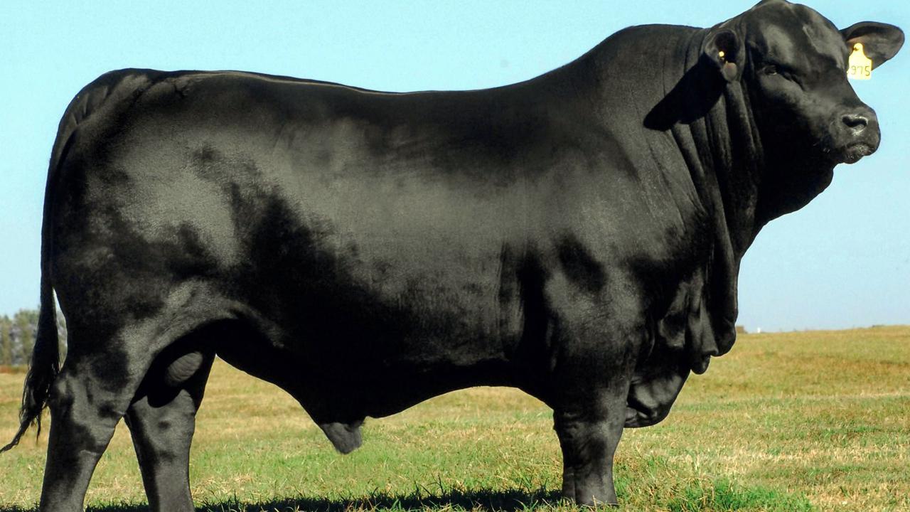 Sapi Brangus