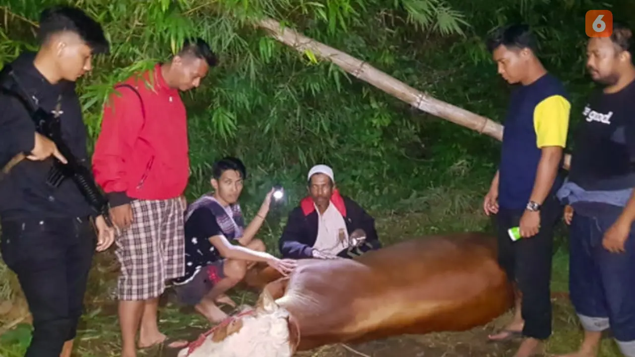 Sapi Simental dicuri (Liputan6.com/Dok:Polisi)
