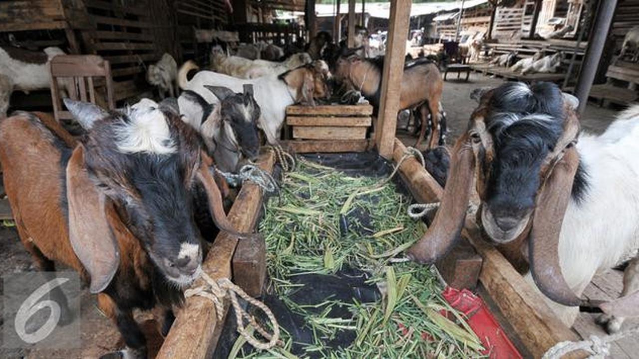 Aturan Baru di Jakarta: Panitia Dilarang Keras Buang Darah dan Sisa Kurban ke Selokan