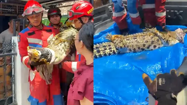 Evakusi buaya coki dari rumah warga di Bandar Lampung. (Liputan6.com/Ardi Munthe).