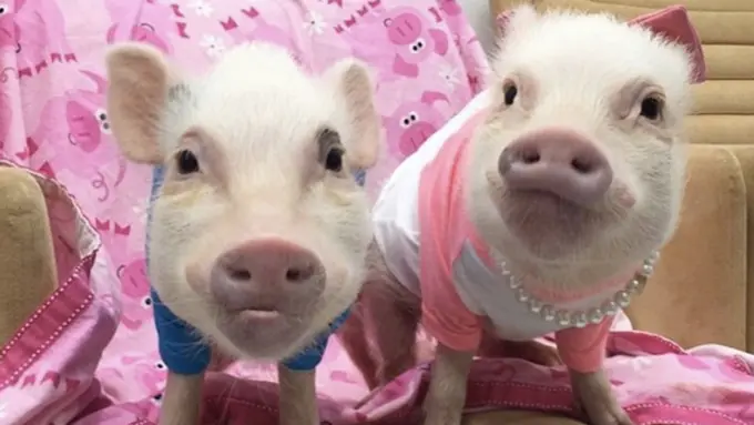 7 Foto Sepasang Babi Kecil Ini Sanggup Bikin Hatimu 'Meleleh'