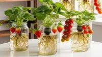 Cara Menanam Buah Hidroponik dengan Wadah Toples Kaca, Praktis untuk Pemula