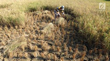 Petani di Bekasi Gagal Panen