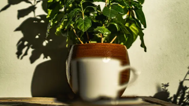 Pohon Kopi