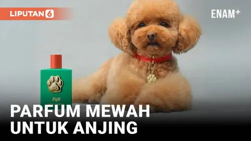 VIDEO: Dolde and Gabanna Luncurkan Parfum untuk Anjing, Tapi Tak Semua Dokter Hewan Anggap ini Aman