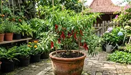 Cara Merawat Tanaman Cabai agar Akar Kuat, Daun Rimbun dan Tidak Mudah Rontok