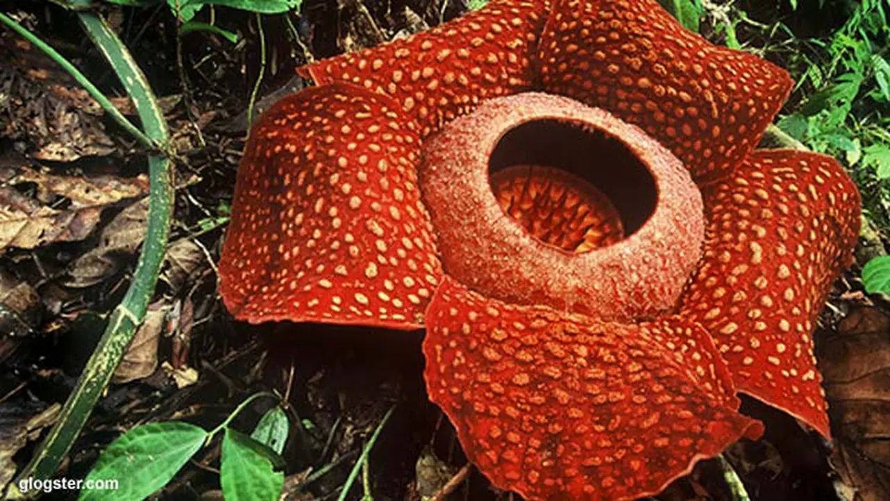rafflesia-130531b.jpg