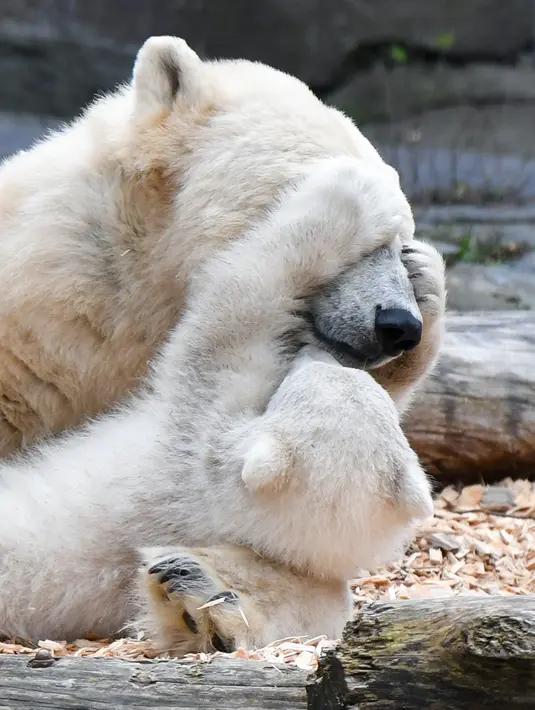 Seekor anak beruang kutub berinteraksi dengan induknya, Tonja, di kandang mereka di kebun binatang Tierpark, Berlin pada Selasa (26/3). Anak beruang kutub yang belum dinamai itu terlahir dalam keadaan tuli dan buta. (Photo by Jens Kalaene / dpa / AFP)