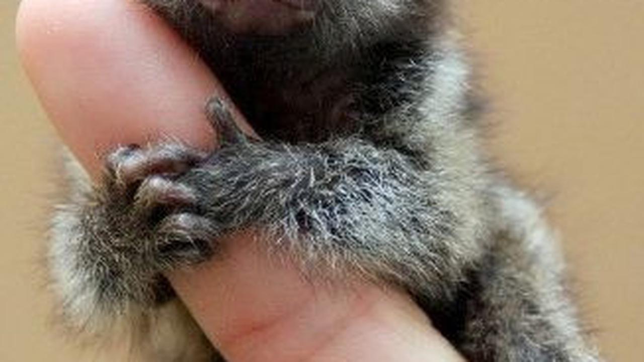 1. Marmoset Kerdil atau Pygmy Marmoset<br>