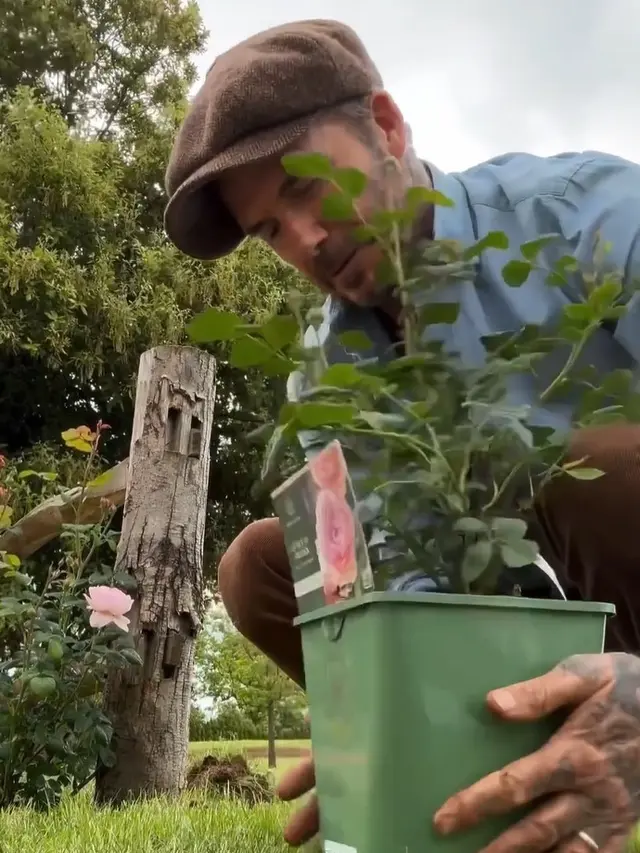 David Beckham berkebun dan beternak (Instagram/davidbeckham)