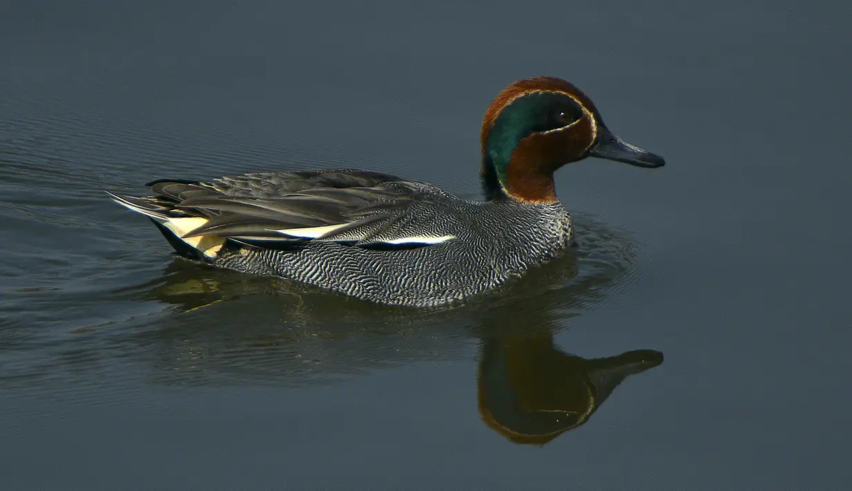 Seekor bebek teal Eurasia berenang di perairan Danau Taudaha di pinggiran Kathmandu (18/1/2021). Danau Taudaha adalah danau kecil di pinggiran Kathmandu, di Nepal. (AFP/Prakashh Mathema)