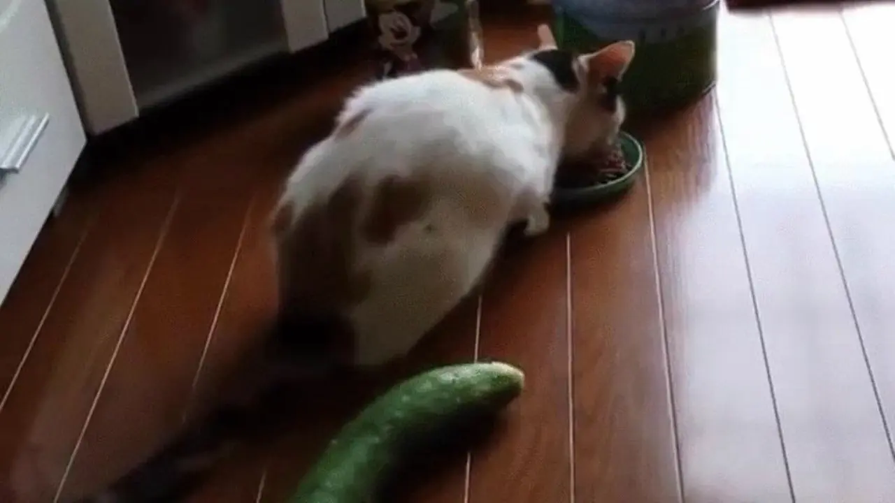 Reaksi Kucing Kaget Lihat Mentimun