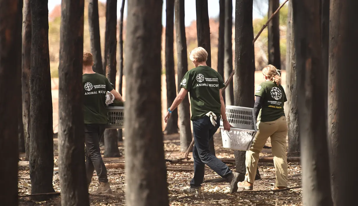 Humane Society International Crisis Response Specialist Kelly Donithan (kanan) membawa koala yang terluka di Pulau Kanguru, Australia, 15 Januari 2020. Kebakaran hutan Australia yang tak kunjung padam pun mengakibatkan koala masuk dalam daftar spesies terancam punah. (PETER PARKS/AFP)