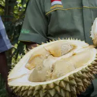 Durian montong di lereng Gunung Merapi di Musuk, Boyolali. Foto: (Fajar/Liputan6.com)