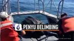 THUMBNAIL penyu